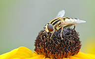 Sun hoverfly (Female, Helophilus trivittatus)